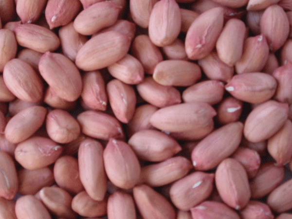 Peanut Kernel