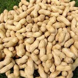  GROUNDNUT  SHELLED