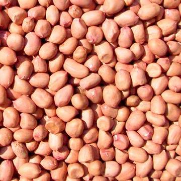 Peanut Kernels