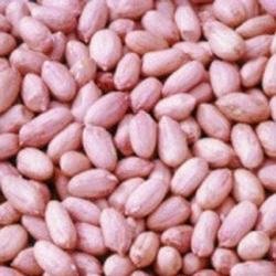 HPS KERNELS BOLD