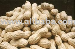 Peanut In shells