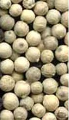 WHITE PEPPER ( PIPER   NIGRUM  L.)