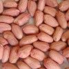  BOLD   PEANUT S.