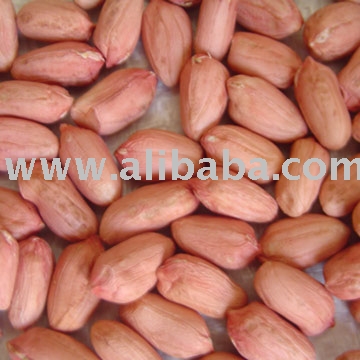 Groundnut Kernels