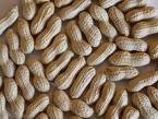  groundnut 