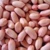 Ground nut