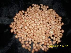 Kacang tanah( Arachis   hypogaea  L.)  English=Peanut  Call=+6281-322-622-0589