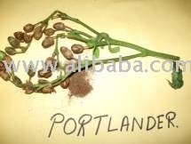 tobacco seed