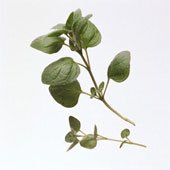 Oregano Leaves