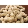 Egyptian Peanut Competitive  Price 
