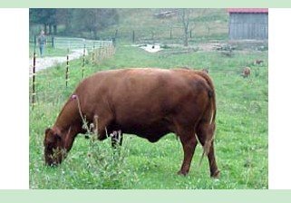 Bulk Beef - deposit for half animal $200.00