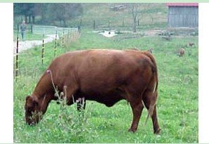 Bulk Beef - deposit for whole animal $400.00