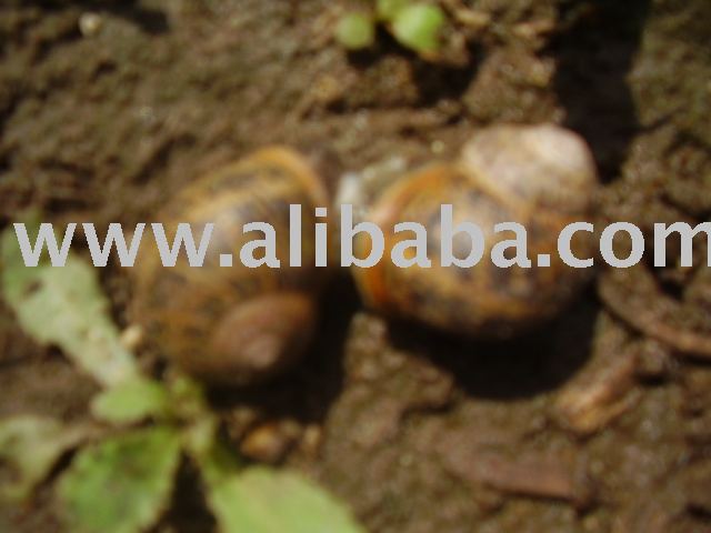 Snails Helix Aspersa ESCARGOT