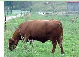  Bulk   Beef  - deposit for quarter animal $100.00