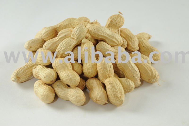 Peanut in shell