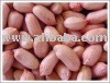 Peanut  Kernel