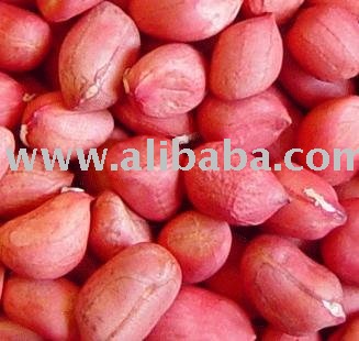 Peanut Kernel