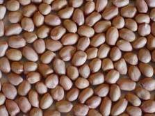 Organic Peanut for sale