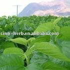 Mulberry Leaf Herb Tea