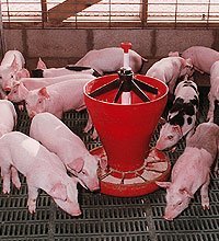 Pork  meat  direct  from  producer