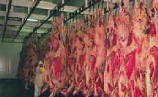 Beef Carcass