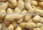 Chinese new crop shandong peanut in shell