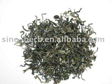 Green tea ,green  spring  spiral .good quality .best  price 
