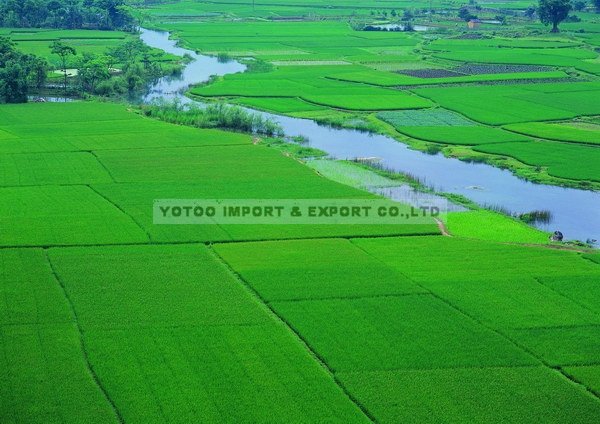 Round rice /sushi rice /china rice /white rice