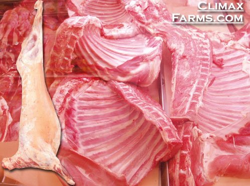 Mutton