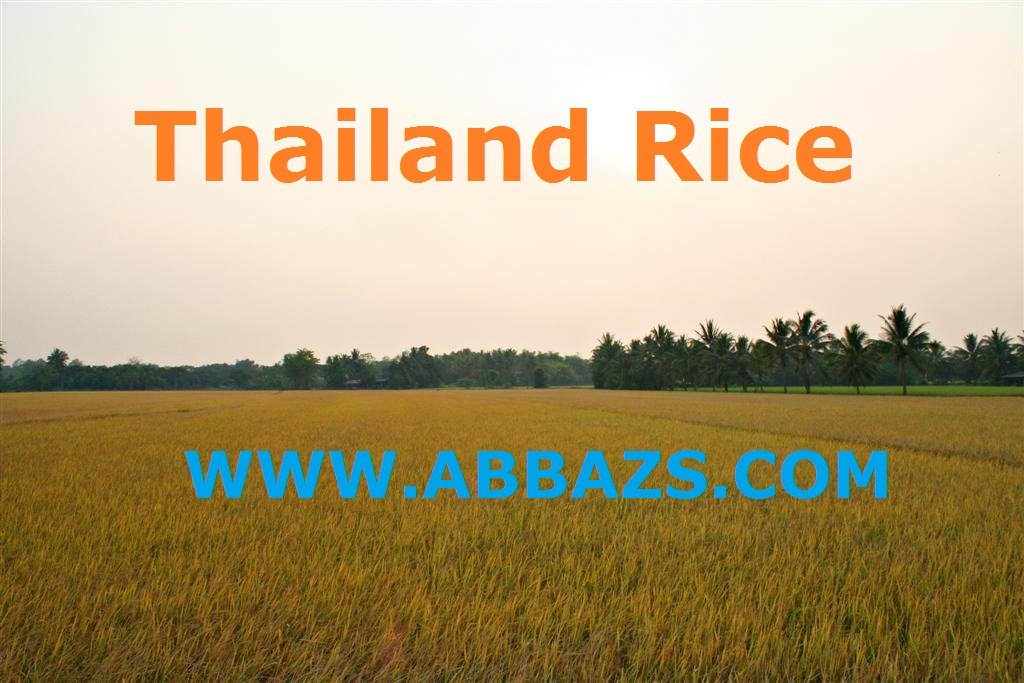 THAI WHITE RICE 100%,5%,10%,15%,25%BROKEN