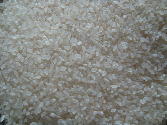 Japonica rice