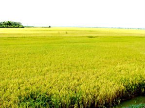 Rice with HACCP certificate