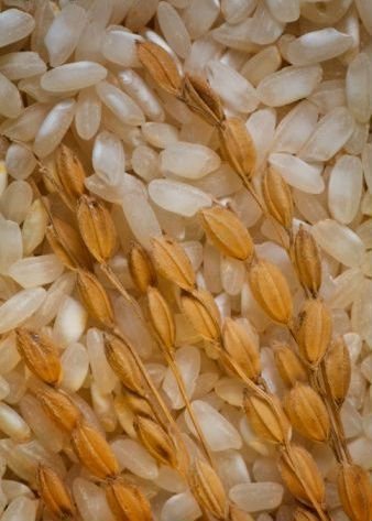 Long and Short Grain Rice Available