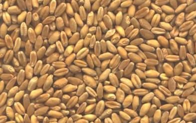 WHEAT FOR HUMAN CONSUMPTION