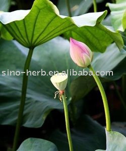 super slimming weight loss lotus leaf tea