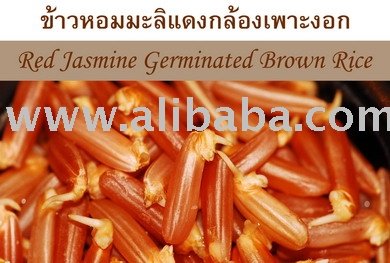 Red Jasmine Germinated Brown Rice