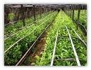 fresh and processed  tea   leaf  from ndawara