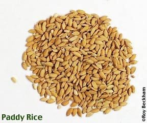all types of Vietnam Paddy Rice