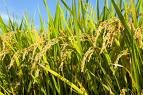 LONG WHITE RICE 25% BROKEN