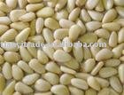 red pine nuts