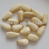 Jilin fresh and white pine nuts kernels