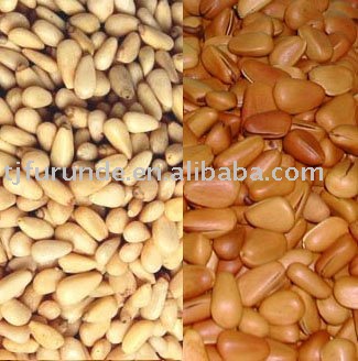 Pine nut kernels