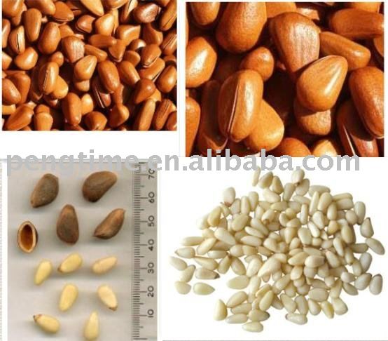  Pine   Seed 