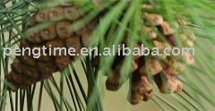 Organic pine seeds