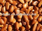 pine nut