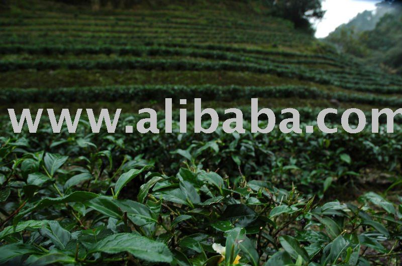 oolong tea.jasmine green tea,red tea