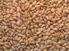 pine nuts now ready for sale