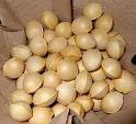 Ginkgo Nuts