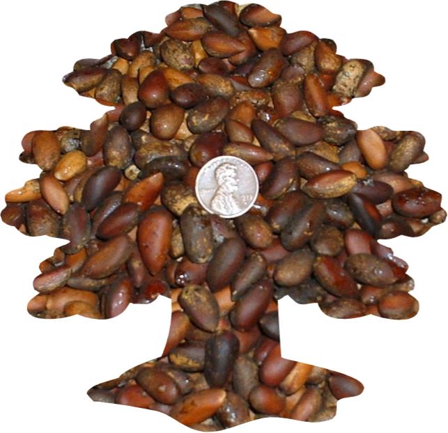 Largest  Pine   Nuts , P. Monophylla US Pinon Penny s Brand