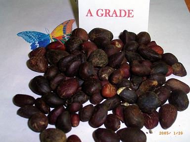 palm kenel nuts